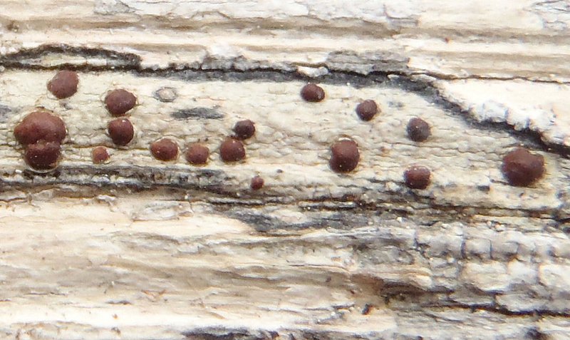 Lecanora cinereofusca