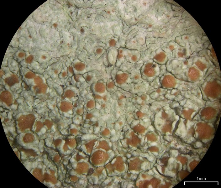 Lecanora cinereofusca