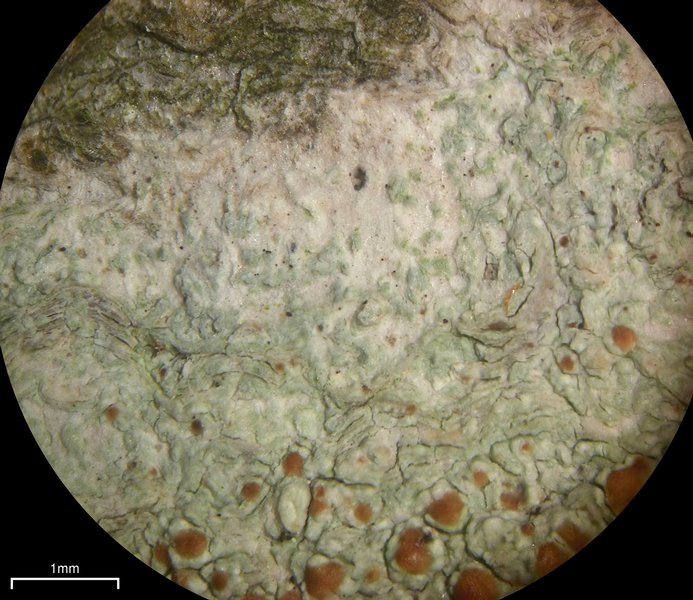Lecanora cinereofusca