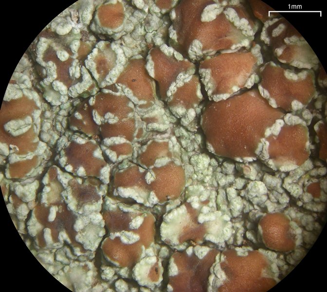 Lecanora cinereofusca