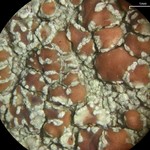 Lecanora cinereofusca