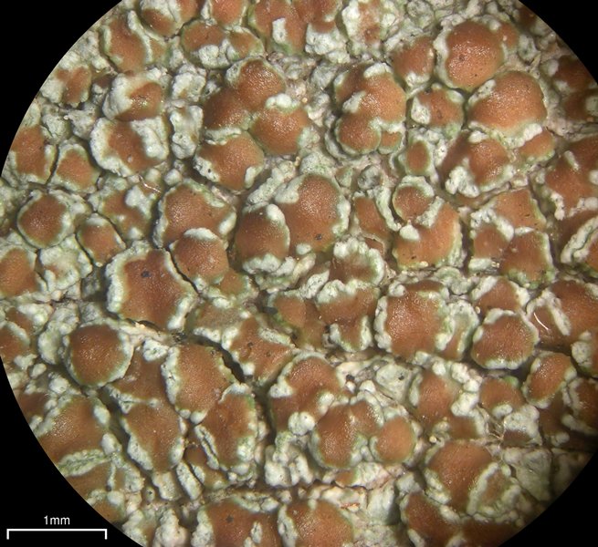 Lecanora cinereofusca