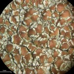 Lecanora cinereofusca