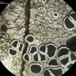 Lecanora circumborealis