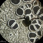 Lecanora circumborealis