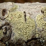 Lecanora confusa