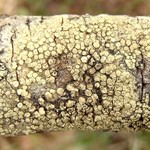 Lecanora confusa