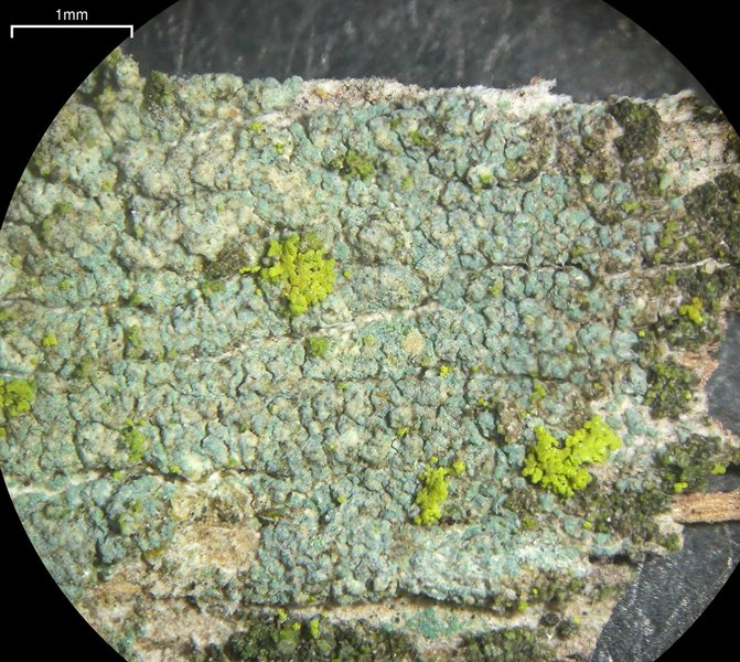 Lecanora confusa