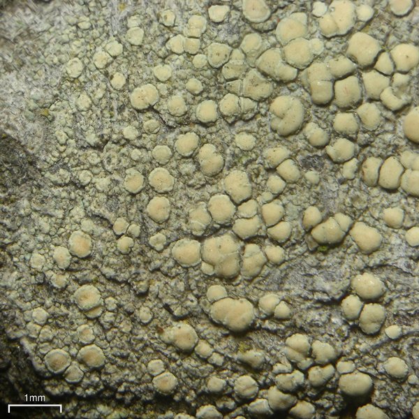 Lecanora confusa