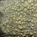 Lecanora confusa