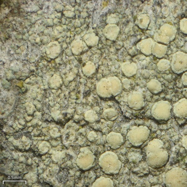 Lecanora confusa