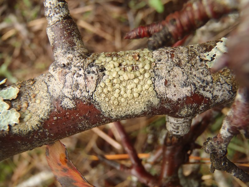 Lecanora confusa