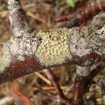 Lecanora confusa