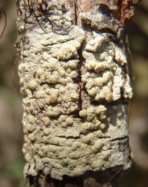 Lecanora confusa