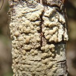 Lecanora confusa