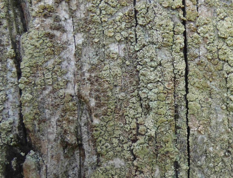 Lecanora conizaeoides