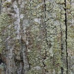Lecanora conizaeoides
