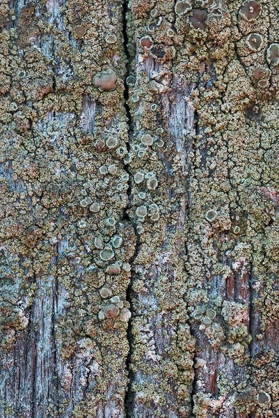 Lecanora conizaeoides