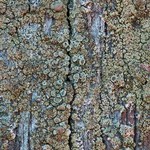 Lecanora conizaeoides