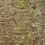 Lecanora conizaeoides