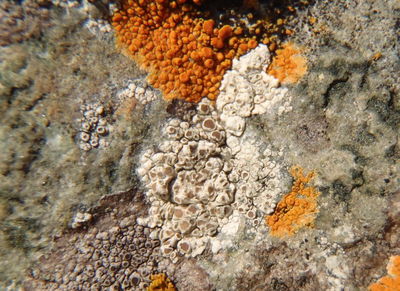 Lecanora contractula