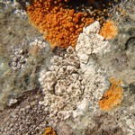 Lecanora contractula