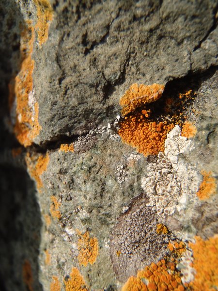 Lecanora contractula