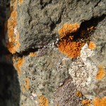Lecanora contractula