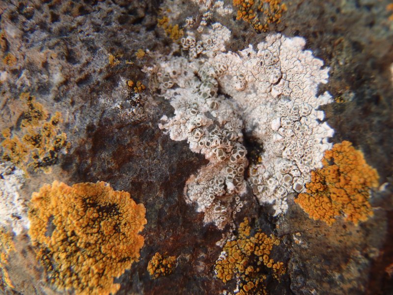 Lecanora contractula