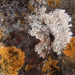 Lecanora contractula