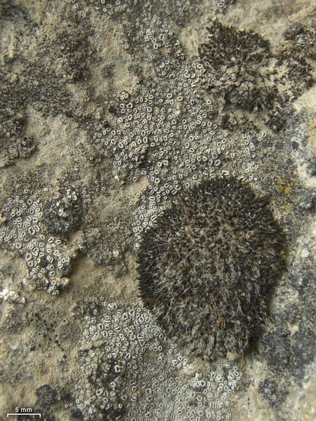 Lecanora crenulata