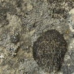 Lecanora crenulata