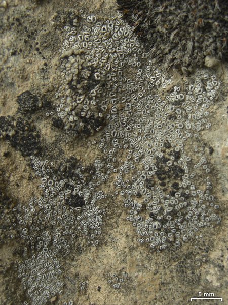 Lecanora crenulata