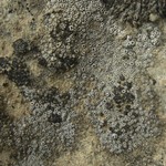 Lecanora crenulata
