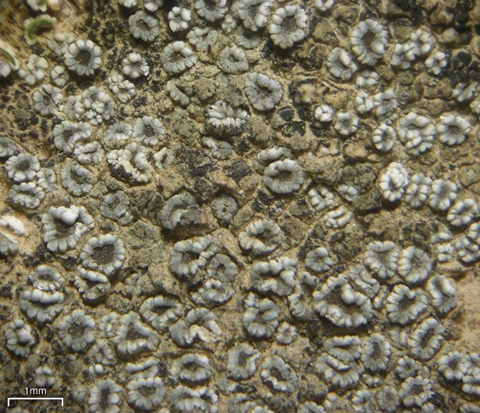 Lecanora crenulata