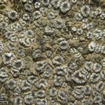 Lecanora crenulata