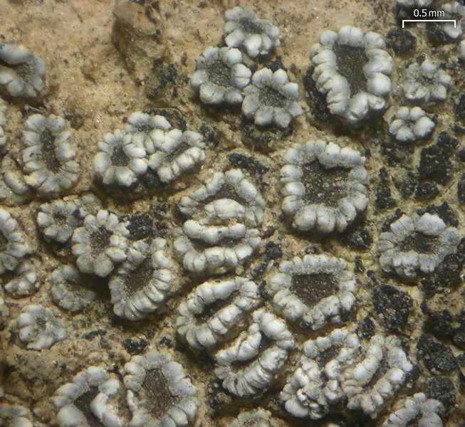 Lecanora crenulata