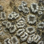 Lecanora crenulata