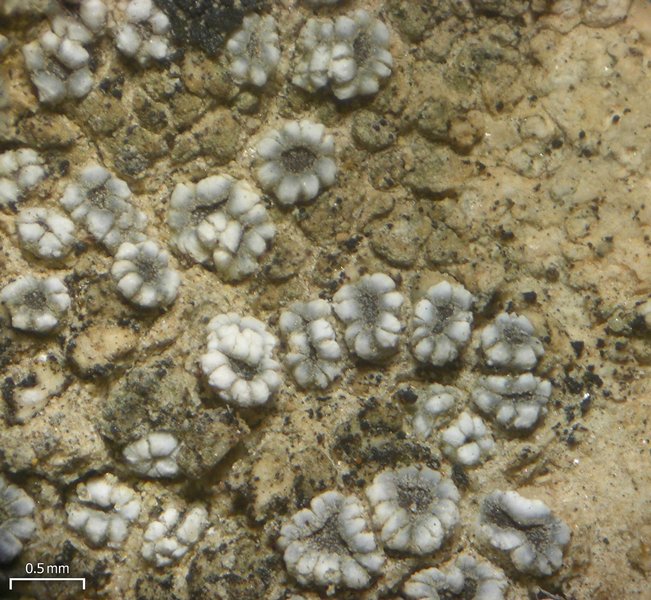 Lecanora crenulata