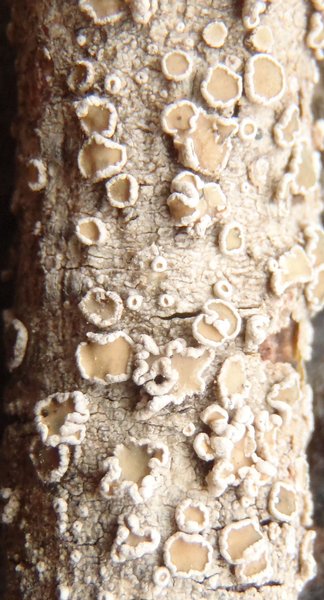 Lecanora demosthenesii