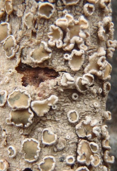 Lecanora demosthenesii