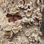 Lecanora demosthenesii