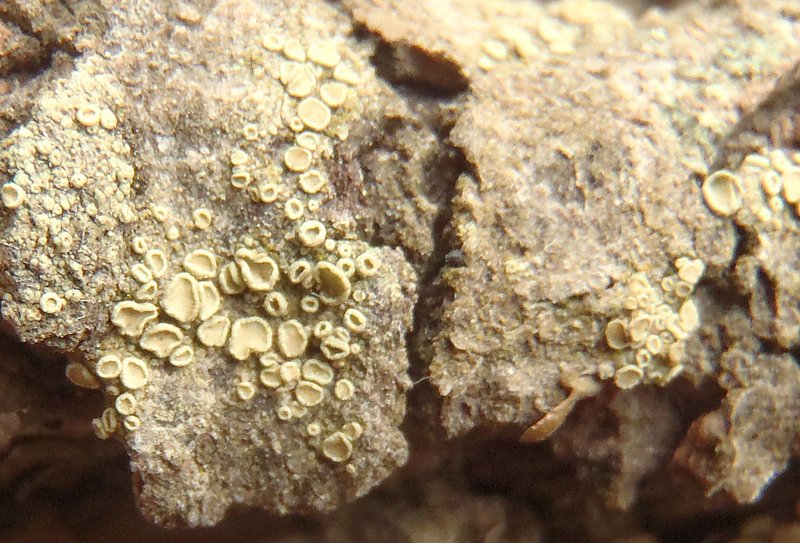 Lecanora densa