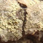 Lecanora densa