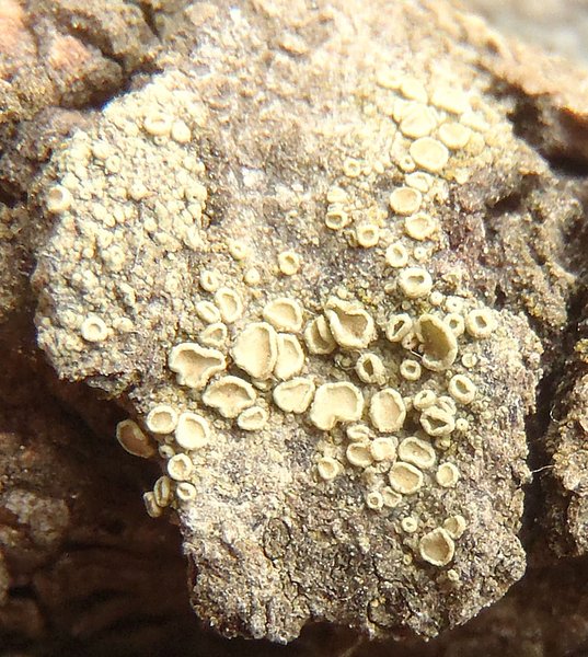 Lecanora densa