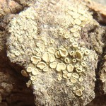 Lecanora densa
