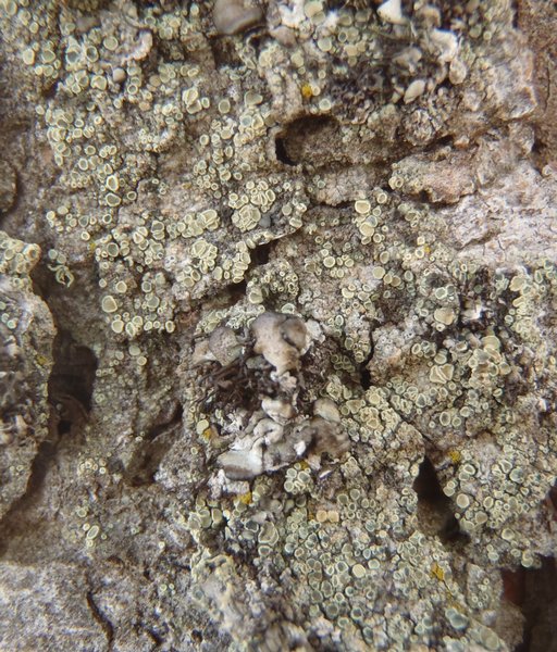 Lecanora densa