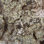 Lecanora densa