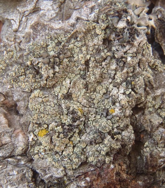 Lecanora densa