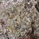 Lecanora densa